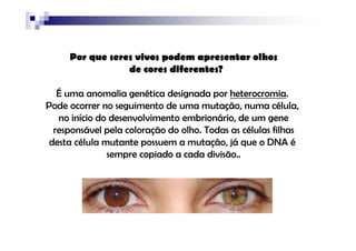 Por que seres vivos podem apresentar olhos
                 de cores diferentes?

   É uma anomalia genética designada por heterocromia.
Pode ocorrer no seguimento de uma mutação, numa célula,
   no início do desenvolvimento embrionário, de um gene
  responsável pela coloração do olho. Todas as células filhas
 desta célula mutante possuem a mutação, já que o DNA é
               sempre copiado a cada divisão..
 