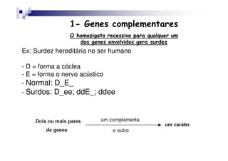 1- Genes complementares
               O homozigoto recessivo para qualquer um
                  dos genes envolvidos gera surdez
Ex: Surdez hereditária no ser humano

- D = forma a cóclea
- E = forma o nervo acústico
- Normal: D_E_
- Surdos: D_ee; ddE_; ddee
 