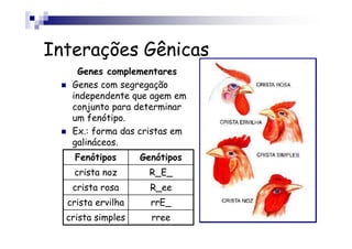 Interações Gênicas
    Genes complementares
   Genes com segregação
   independente que agem em
   conjunto para determinar
   um fenótipo.
   Ex.: forma das cristas em
   galináceos.
    Fenótipos      Genótipos
   crista noz        R_E_
   crista rosa       R_ee
  crista ervilha     rrE_
  crista simples     rree
 