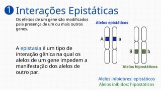 1
A epistasia é um tipo de
interação gênica na qual os
alelos de um gene impedem a
manifestação dos alelos de
outro par.
Interações Epistáticas
Os efeitos de um gene são modificados
pela presença de um ou mais outros
genes.
Alelos inibidores: epistáticos
Alelos inibidos: hipostáticos
 