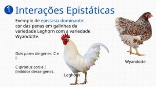 Exemplo de epistasia dominante:
cor das penas em galinhas da
variedade Leghorn com a variedade
Wyandotte.
Leghorn
Wyandotte
Dois pares de genes: C e
I
C (produz cor) e I
(inibidor desse gene).
1 Interações Epistáticas
 