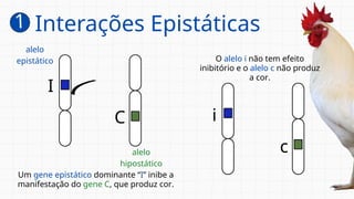 O alelo i não tem efeito
inibitório e o alelo c não produz
a cor.
I
C
alelo
epistático
alelo
hipostático
i
c
Um gene epistático dominante “I” inibe a
manifestação do gene C, que produz cor.
1 Interações Epistáticas
 