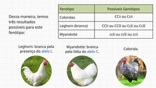 Fenótipo Possíveis Genótipos
Coloridas CCii ou Ccii
Leghorn (branco) CCIi ou CCII ou CcIi ou CcII
Wyandotte ccIi ou ccII ou ccii
Leghorn: branca pela
presença do alelo I.
Wyandotte: branca
pela falta do alelo C.
Dessa maneira, temos
três resultados
possíveis para este
fenótipo:
Colorida.
 