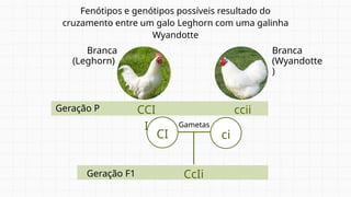 CI ci
Fenótipos e genótipos possíveis resultado do
cruzamento entre um galo Leghorn com uma galinha
Wyandotte
Branca
(Leghorn)
Branca
(Wyandotte
)
CCI
I
ccii
Gametas
CcIi
Geração P
Geração F1
 