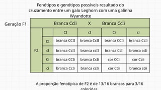 A proporção fenotípica de F2 é de 13/16 brancas para 3/16
Geração F1 Branca CcIi X Branca CcIi
F2
CI cI Ci ci
CI branca CCII branca CcII branca CCIi branca CcIi
cl branca CcII branca ccII branca CcIi branca ccIi
Ci branca CCIi branca CcIi cor CCii cor Ccii
ci branca CcIi branca ccIi cor Ccii branca ccii
Fenótipos e genótipos possíveis resultado do
cruzamento entre um galo Leghorn com uma galinha
Wyandotte
 