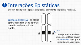 Epistasia Recessiva: os alelos
epistáticos têm ação apenas
quando estão em dose
dupla.
Existem dois tipos de epistasia: epistasia dominante e epistasia recessiva.
Ou seja: ambos os alelos
do gene epistático devem
ser recessivos para que a
epistasia seja observada.
a a
1 Interações Epistáticas
 
