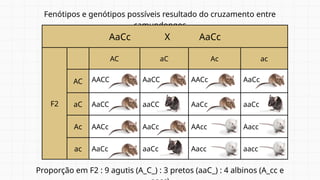 Fenótipos e genótipos possíveis resultado do cruzamento entre
camundongos
Proporção em F2 : 9 agutis (A_C_) : 3 pretos (aaC_) : 4 albinos (A_cc e
AaCc X AaCc
F2
AC aC Ac ac
AC AACC AaCC AACc AaCc
aC AaCC aaCC AaCc aaCc
Ac AACc AaCc AAcc Aacc
ac AaCc aaCc Aacc aacc
 