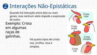 Quando há interação entre dois ou mais
genes, mas nenhum alelo impede a expressão
de outro.
Exemplo: Crista
em algumas
raças de
galinhas.
Há quatro tipos de crista:
noz, ervilha, rosa e
simples.
Crista
rosa
Crista
ervilh
a
Crista
simples
Crista
noz
2 Interações Não-Epistáticas
 