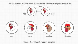 Ao cruzarem as aves com a crista noz, obtiveram quatro tipos de
crista:
noz noz
9 noz : 3 ervilha : 3 rosa : 1 simples
ervilha
rosa
noz simples
 