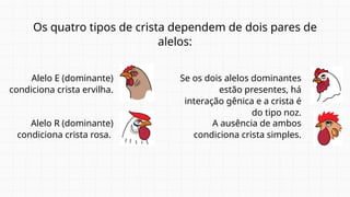 Os quatro tipos de crista dependem de dois pares de
alelos:
Alelo E (dominante)
condiciona crista ervilha.
A ausência de ambos
condiciona crista simples.
Alelo R (dominante)
condiciona crista rosa.
Se os dois alelos dominantes
estão presentes, há
interação gênica e a crista é
do tipo noz.
 