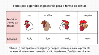 Fenótipos e genótipos possíveis para a forma da crista:
O traço (_) que aparece em alguns genótipos indica que o alelo presente
pode ser dominante ou recessivo e não interfere no fenótipo resultante.
Fenótipo
(forma da
crista)
noz ervilha rosa simples
Genótipo E_R_ E_rr eeR_ eerr
 