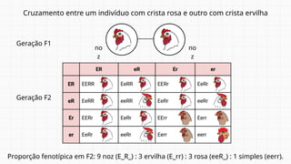 Cruzamento entre um indivíduo com crista rosa e outro com crista ervilha
Proporção fenotípica em F2: 9 noz (E_R_) : 3 ervilha (E_rr) : 3 rosa (eeR_) : 1 simples (eerr).
Geração F1
Geração F2
no
z
no
z
 