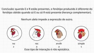 Conclusão: quando E e R estão presentes, o fenótipo produzido é diferente do
fenótipo obtido quando só E ou só R está presente (herança complementar).
Nenhum alelo impede a expressão de outro.
Esse tipo de interação é não epistática.
ervilh
a
ros
a
no
z
simple
s
 