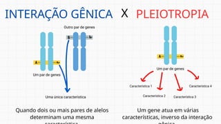 Quando dois ou mais pares de alelos
determinam uma mesma
Um gene atua em várias
características, inverso da interação
INTERAÇÃO GÊNICA X PLEIOTROPIA
 