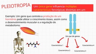 Um único gene influencia múltiplas
características fenotípicas distintas em um
organismo.
Exemplo: Um gene que controla a produção de um
hormônio pode afetar o crescimento ósseo, assim como
o desenvolvimento muscular e a regulação do
metabolismo.
PLEIOTROPIA
 