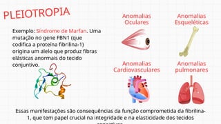 Exemplo: Síndrome de Marfan. Uma
mutação no gene FBN1 (que
codifica a proteína fibrilina-1)
origina um alelo que produz fibras
elásticas anormais do tecido
conjuntivo.
Anomalias
Oculares
Essas manifestações são consequências da função comprometida da fibrilina-
1, que tem papel crucial na integridade e na elasticidade dos tecidos
Anomalias
Esqueléticas
Anomalias
Cardiovasculares
Anomalias
pulmonares
PLEIOTROPIA
 