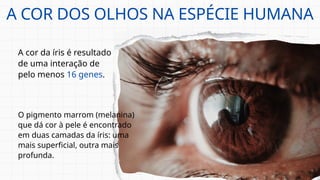 O pigmento marrom (melanina)
que dá cor à pele é encontrado
em duas camadas da íris: uma
mais superficial, outra mais
profunda.
A COR DOS OLHOS NA ESPÉCIE HUMANA
A cor da íris é resultado
de uma interação de
pelo menos 16 genes.
 