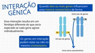 Quando dois ou mais genes influenciam
uma mesma característica de forma
combinada.
Essa interação resulta em um
fenótipo diferente do que seria
esperado se cada gene agisse
individualmente.
Os genes em interação
podem estar ou não no
mesmo cromossomo.
INTERAÇÃO
GÊNICA
 