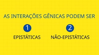 AS INTERAÇÕES GÊNICAS PODEM SER
EPISTÁTICAS NÃO-EPISTÁTICAS
1 2
 