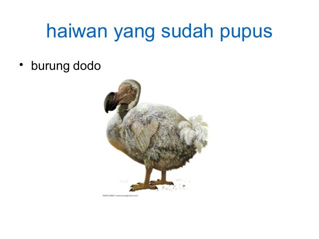 Interasi Antara Hidupan