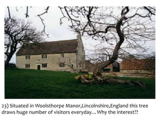 23) Situated in Woolsthorpe Manor,Lincolnshire,England this tree
draws huge number of visitors everyday…Why the interest??

 