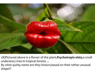 28)Pictured above is a flower of the plant,Psychotropia elata,a small
understory tree in tropical forests …
By what quirky name are they known,based on their rather unusual
shape??

 