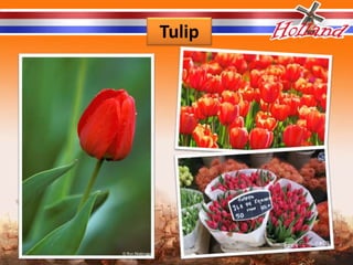 Tulip
 