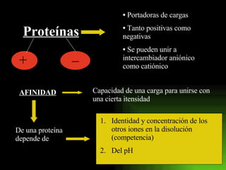 Proteínas Portadoras de cargas Tanto positivas como negativas Se pueden unir a intercambiador aniónico como catiónico AFINIDAD Capacidad de una carga para unirse con una cierta itensidad De una proteína depende de Identidad y concentración de los otros iones en la disolución (competencia) Del pH + _ 