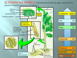 EL POTENCIAL HIDRICO: Introducción al flujo de agua a través de la
   planta en función del potencial hídrico.
          Epidermis                                          Transpiración
          superior
             Nervio
    Parénquima lagunar
                                                      Hoja
                                                                               Localización   y(MPa)
Elemento conductor                          estomas

                                                                               Aire             -95.1
                              Elementos
                              conductores
                 Perforación                                                   Hojas            -0.8
                 que separa dos
                 elementos del
                 mismo vaso Vaso

                         Punteadura


                                                                               Xilema tallo     -0.8

                                              Vasos
                                              conductores

                                                                               Xilema raíz      -0.6

                                                                               Suelo (raíz)     -0.5
                         Agua +
                         sales minerales                     Epidermis y       Suelo            -0.3
                                                             pelo absorbente
 