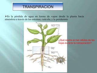 TRANSPIRACION

Es la pérdida de agua en forma de vapor desde la planta hacia
atmósfera a través de los estomas, cutícula, y la peridermis.




                                                   ¿Qué ocurre en las células de las
                                                   hojas durante la transpiración?
 