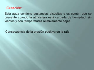 Gutación:
Esta agua contiene sustancias disueltas y es común que se
presente cuando la atmósfera está cargada de humedad, sin
vientos y con temperaturas relativamente bajas.


Consecuencia de la presión positiva en la raíz
 