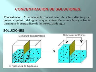 Concentración. Al aumentar la concentración de soluto disminuye el
potencial químico del agua, ya que la atracción entre soluto y solvente
disminuye la energía libre de las moléculas de agua.

SOLUCIONES
:
 