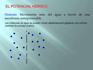 EL POTENCIAL HIDRICO:

Osmosis: Movimiento neto del agua a través de una
membrana semipermeable.
Las moléculas de agua se pueden mover aleatoriamente gastando una mínima
cantidad de energía cinética.
 