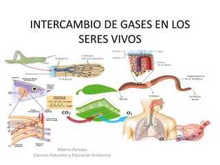 INTERCAMBIO DE GASES EN LOS
SERES VIVOS
Alberto Paredes
Ciencias Naturales y Educación Ambiental
 