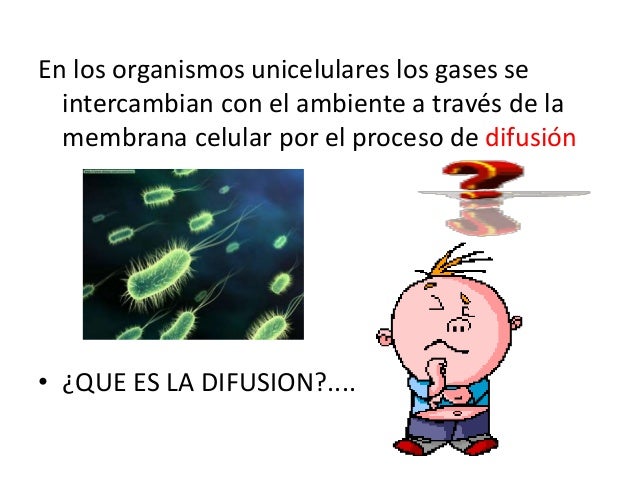 Respiración en los seres vivos (1)