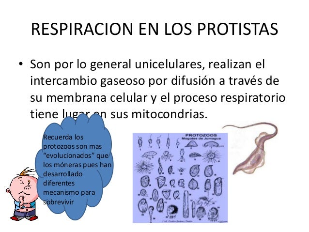 Respiración en los seres vivos (1)