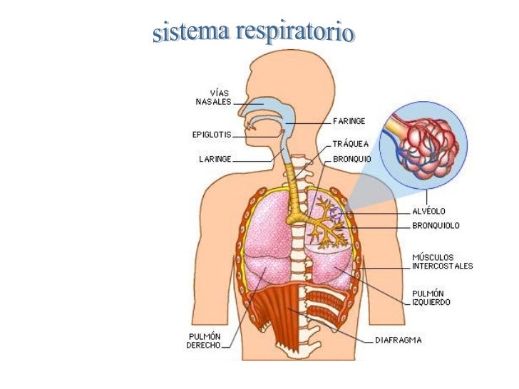Intercambio de gases respiratorio 2011