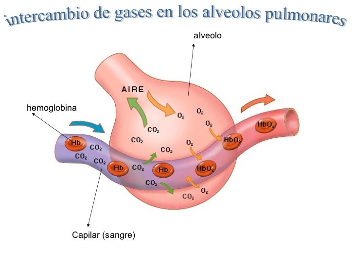 Intercambio de gases respiratorio 2011