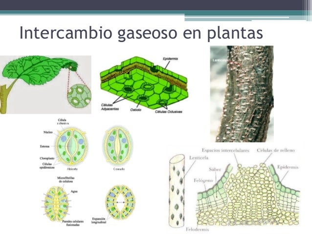 Intercambio gaseoso