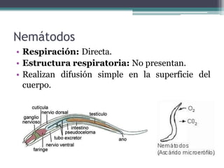 Nemátodos
• Respiración: Directa.
• Estructura respiratoria: No presentan.
• Realizan difusión simple en la superficie del
cuerpo.
 