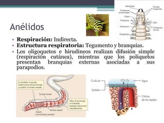 Anélidos
• Respiración: Indirecta.
• Estructura respiratoria: Tegumento y branquias.
• Los oligoquetos e hirudineos realizan difusión simple
(respiración cutánea), mientras que los poliquetos
presentan branquias externas asociadas a sus
parapodios.
 