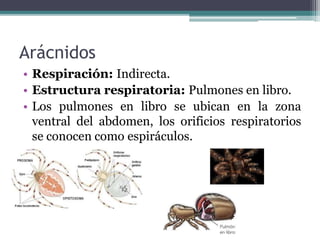 Arácnidos
• Respiración: Indirecta.
• Estructura respiratoria: Pulmones en libro.
• Los pulmones en libro se ubican en la zona
ventral del abdomen, los orificios respiratorios
se conocen como espiráculos.
 