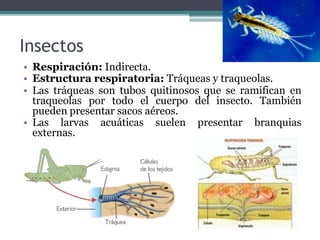 Insectos
• Respiración: Indirecta.
• Estructura respiratoria: Tráqueas y traqueolas.
• Las tráqueas son tubos quitinosos que se ramifican en
traqueolas por todo el cuerpo del insecto. También
pueden presentar sacos aéreos.
• Las larvas acuáticas suelen presentar branquias
externas.
 