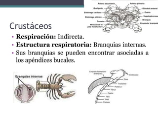 Crustáceos
• Respiración: Indirecta.
• Estructura respiratoria: Branquias internas.
• Sus branquias se pueden encontrar asociadas a
los apéndices bucales.
 