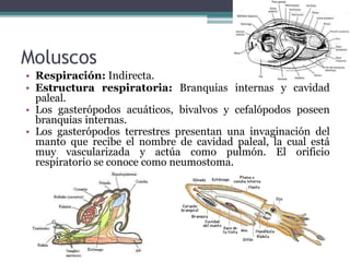 Moluscos
• Respiración: Indirecta.
• Estructura respiratoria: Branquias internas y cavidad
paleal.
• Los gasterópodos acuáticos, bivalvos y cefalópodos poseen
branquias internas.
• Los gasterópodos terrestres presentan una invaginación del
manto que recibe el nombre de cavidad paleal, la cual está
muy vascularizada y actúa como pulmón. El orificio
respiratorio se conoce como neumostoma.
 