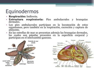 Equinodermos
• Respiración: Indirecta.
• Estructura respiratoria: Pies ambulacrales y branquias
dermales.
• Los pies ambulacrales participan en la locomoción de estos
organismos, pero también en la respiración, excreción y captura de
alimento.
• En las estrellas de mar se presentan además las branquias dermales,
las cuales son pápulas presentes en la superficie corporal y
participan en el intercambio gaseoso.
 