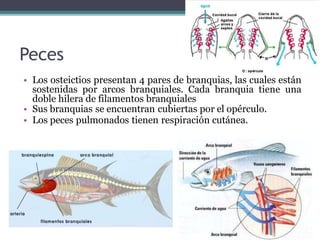 Peces
• Los osteictios presentan 4 pares de branquias, las cuales están
sostenidas por arcos branquiales. Cada branquia tiene una
doble hilera de filamentos branquiales
• Sus branquias se encuentran cubiertas por el opérculo.
• Los peces pulmonados tienen respiración cutánea.
 