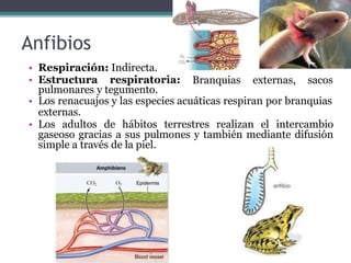 Anfibios
• Respiración: Indirecta.
• Estructura respiratoria: Branquias externas, sacos
pulmonares y tegumento.
• Los renacuajos y las especies acuáticas respiran por branquias
externas.
• Los adultos de hábitos terrestres realizan el intercambio
gaseoso gracias a sus pulmones y también mediante difusión
simple a través de la piel.
 