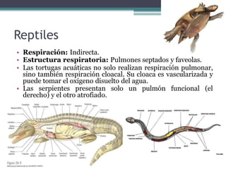 Reptiles
• Respiración: Indirecta.
• Estructura respiratoria: Pulmones septados y faveolas.
• Las tortugas acuáticas no solo realizan respiración pulmonar,
sino también respiración cloacal. Su cloaca es vascularizada y
puede tomar el oxígeno disuelto del agua.
• Las serpientes presentan solo un pulmón funcional (el
derecho) y el otro atrofiado.
 