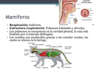 Mamíferos
• Respiración: Indirecta.
• Estructura respiratoria: Pulmones lobulados y alveolos.
• Los pulmones se encuentran en la cavidad pleural, la cual está
limitada por el músculo diafragma.
• Los sonidos son producidos gracias a las cuerdas vocales, las
cuales se ubican en la laringe.
 